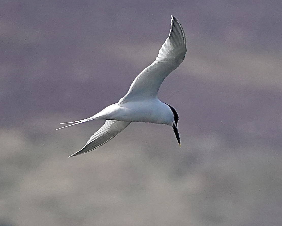 sandwich tern
